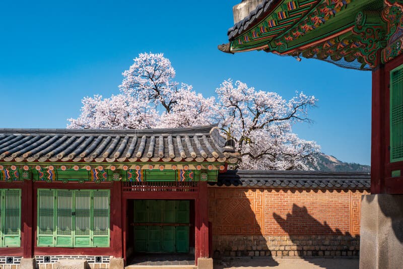 Door in the side wall of the court of Jagyeongjeon in Gyeongbokgung Palace with Cherry blossoms, Seoul, South Korea stock photo Door in the side wall of the court of Jagyeongjeon in Gyeongbokgung Palace with Cherry blossoms, Seoul, South Korea stock photo