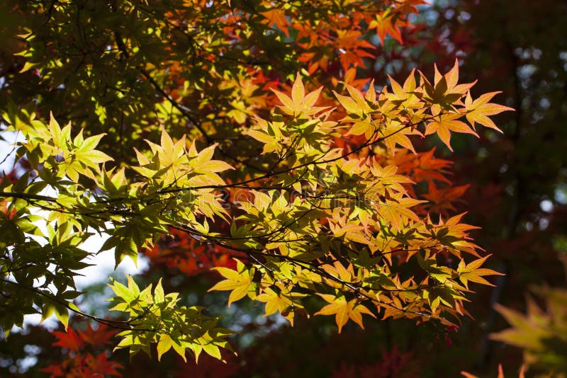 doorbladert de de lente Japanse esdoorn stock fotografie doorbladert de de lente Japanse esdoorn stock fotografie