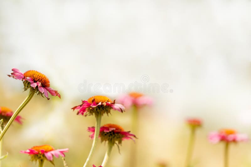 Doorboor bloemen Echinacea royalty-vrije stock afbeelding Doorboor bloemen Echinacea royalty-vrije stock afbeelding
