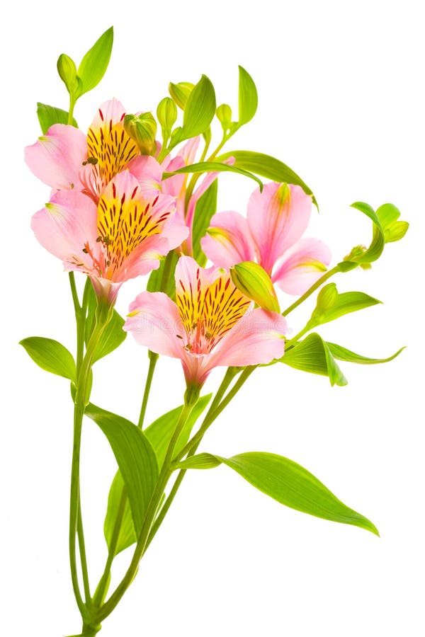 Doorboor bloemen op wit stock foto Doorboor bloemen op wit stock foto