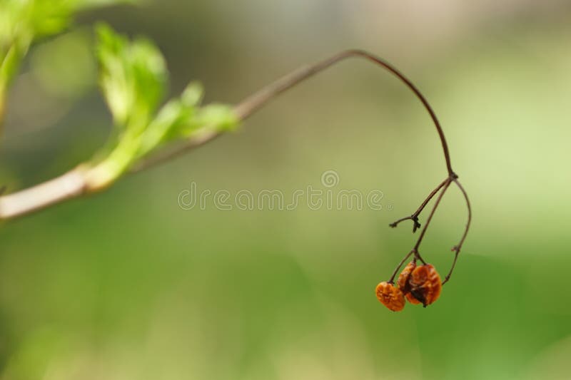 Doorn bush bijkantoren met rode bessen in zomertuin royalty-vrije stock foto's