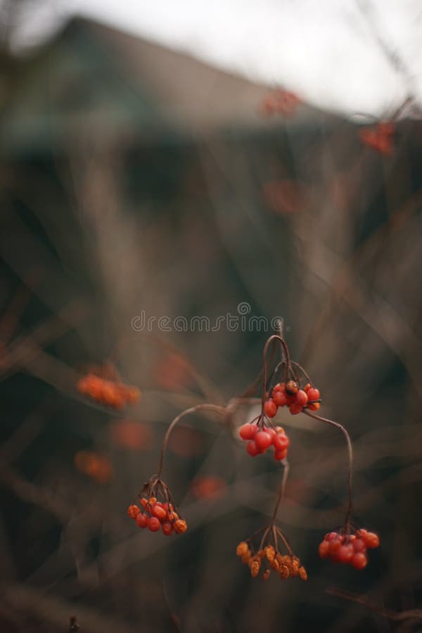 Doorn bush met rode bessen in een tuin stock foto's