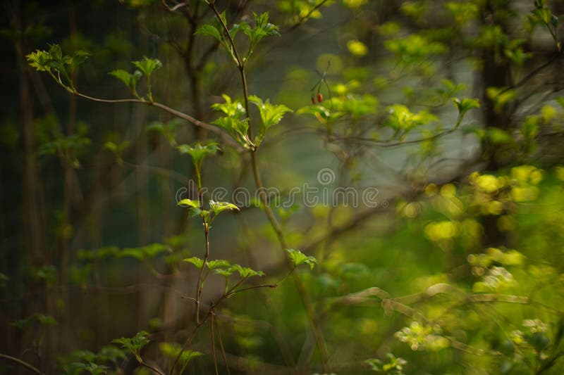 Doorn bush met verse jonge bladeren in het voorjaar royalty-vrije stock foto