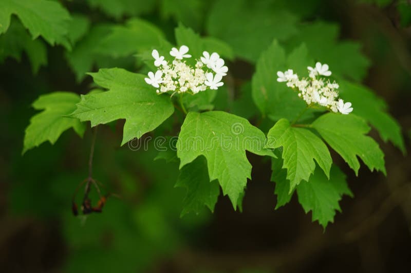 Doorn bush takken met witte bloemen stock afbeelding