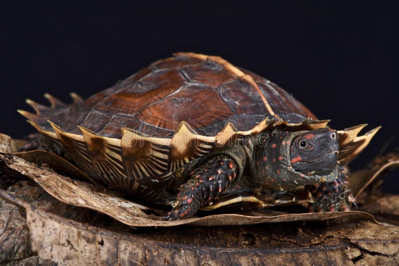 The Spiny turtle (Heosemys spinosa) has the most spectacle;ar shell of all turtles. These animals are found in the rainforests of SE Asia. The Spiny turtle (Heosemys spinosa) has the most spectacle;ar shell of all turtles. These animals are found in the rainforests of SE Asia.