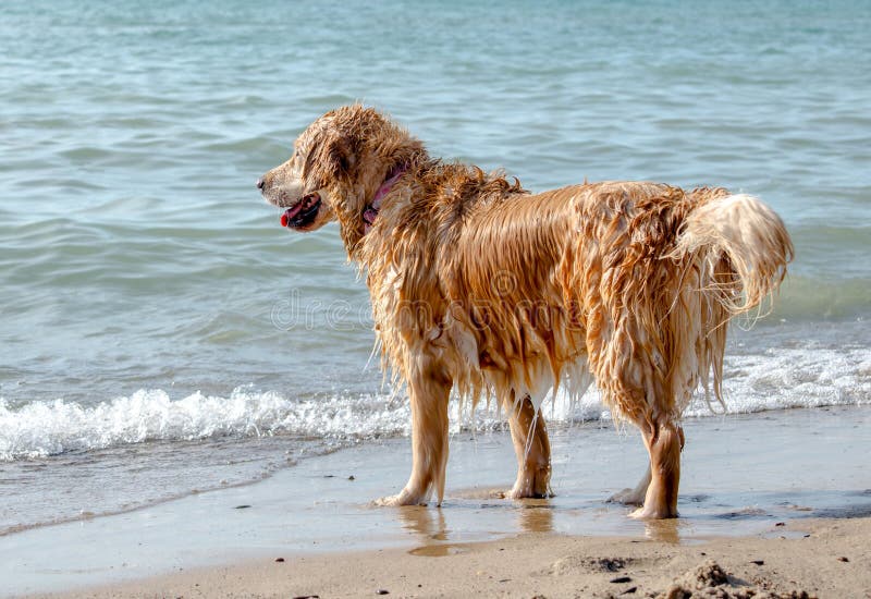 Doorweekte van een hond op het strand