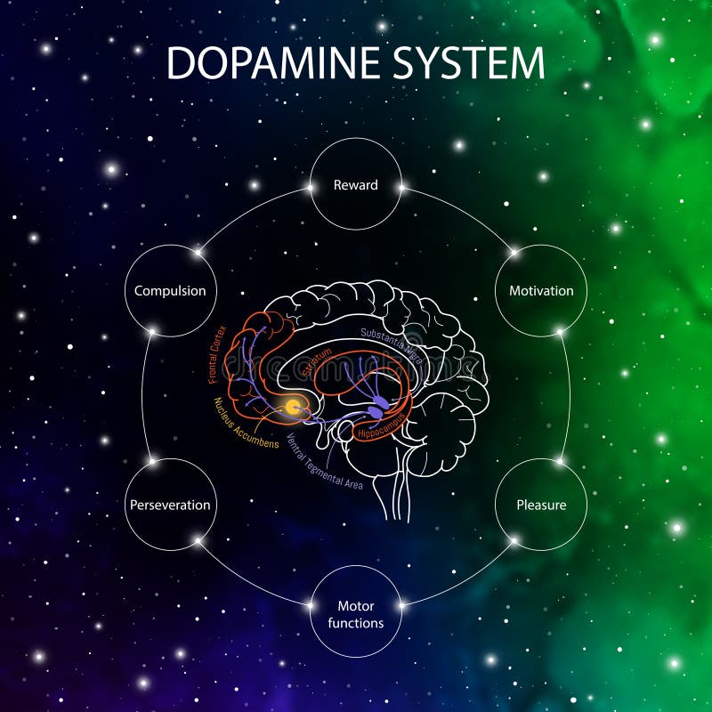 Dopaminewegen in de hersenen. dopamine. neurowetenschap medische infografisch. striatum substana nigra hippocampus Dopaminewegen in de hersenen. dopamine. neurowetenschap medische infografisch. striatum substana nigra hippocampus
