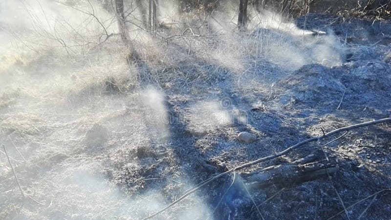 Dopo la nebbia del fuoco dell'erba, danno della natura e concetto di distruzione ecologica