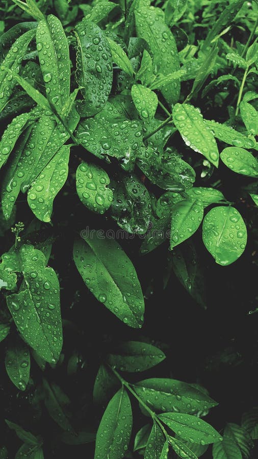 Dopo le gocce di acqua della pioggia sulle foglie verdi nei precedenti naturali del modello del giardino Bellezza della natura fotografia stock Dopo le gocce di acqua della pioggia sulle foglie verdi nei precedenti naturali del modello del giardino Bellezza della natura fotografia stock