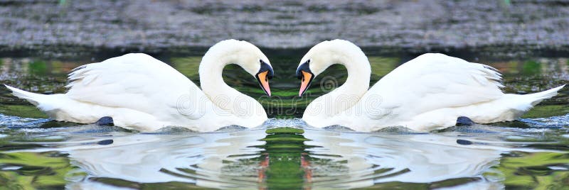 Doppelhöckerschwäne, die in See schwimmen stockbild Doppelhöckerschwäne, die in See schwimmen stockbild