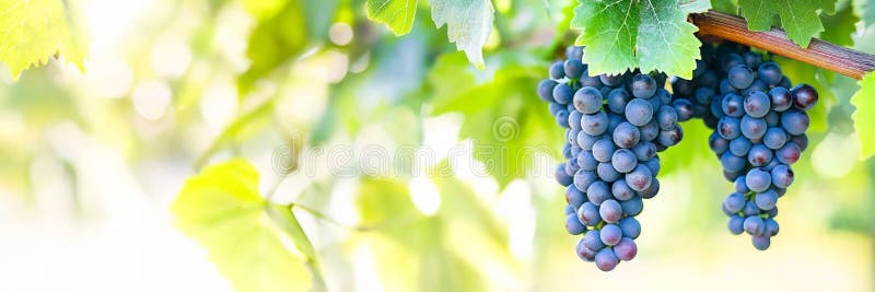 Doppelter Haufen blaue Trauben, die vom Weinstock hängen. Horizontales Layout mit Platz für Text stock abbildung