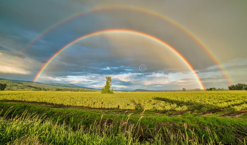 Doppelter Regenbogen über einem Baum