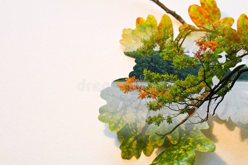 Doppia esposizione di caduta in foglie variopinte e tronco e stagno di albero royalty illustrazione gratis Doppia esposizione di caduta in foglie variopinte e tronco e stagno di albero royalty illustrazione gratis
