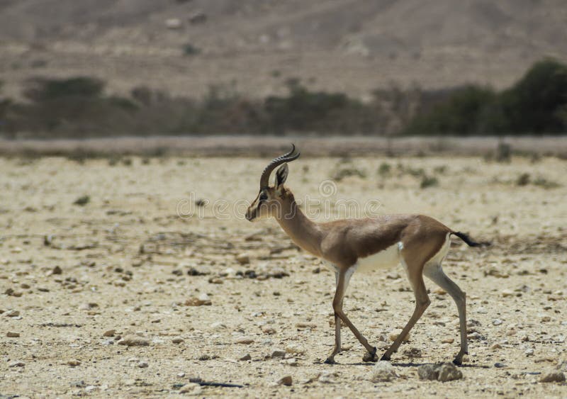 Dorcas Gazelle in biblical Hai-Bar nature reserve, 35 km north of Eilat, Israel. Dorcas Gazelle in biblical Hai-Bar nature reserve, 35 km north of Eilat, Israel