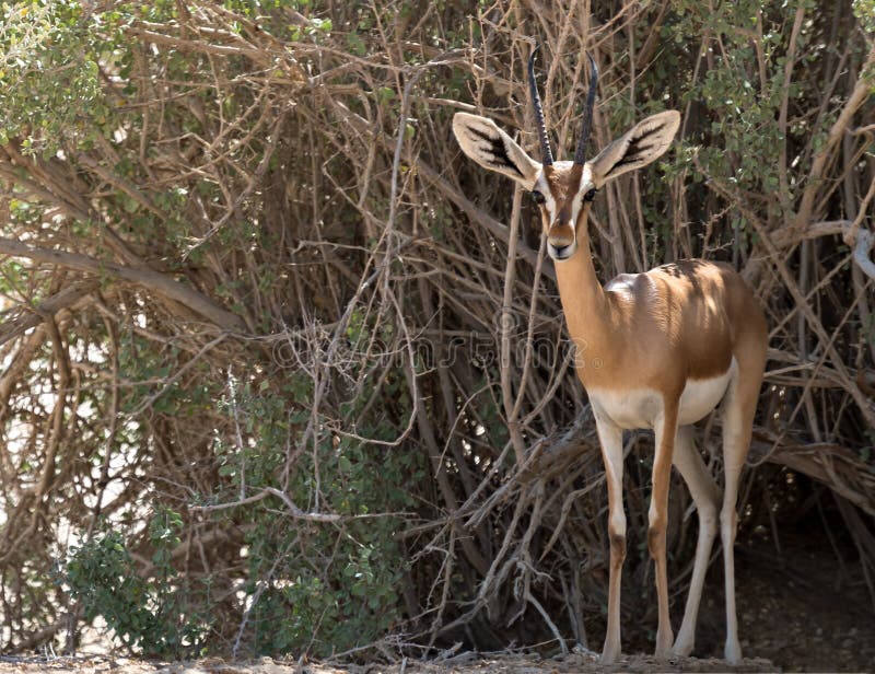 Dorcas gazelle (Gazella dorcas) known also as Ariel gazelle inhabits nature desert reserve near Eilat, Israel Expanding human civilization in the Middle East is a major threat to populations of this species. Dorcas gazelle (Gazella dorcas) known also as Ariel gazelle inhabits nature desert reserve near Eilat, Israel Expanding human civilization in the Middle East is a major threat to populations of this species