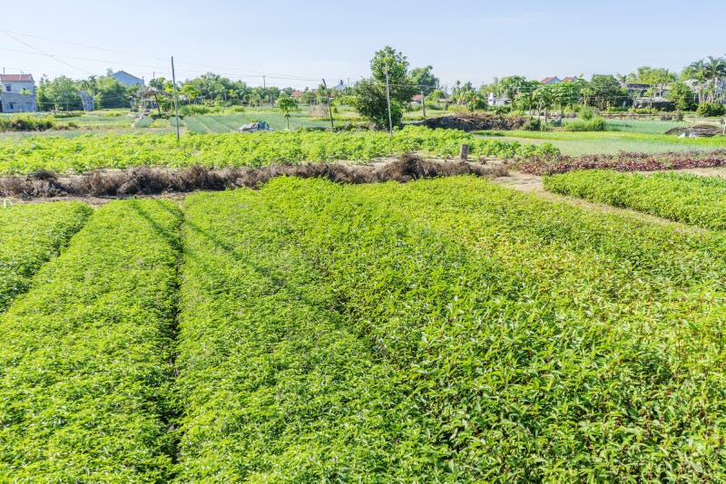 Dorf Tra Que, Quang Nam-Provinz, Vietnam lizenzfreie stockfotos Dorf Tra Que, Quang Nam-Provinz, Vietnam lizenzfreie stockfotos
