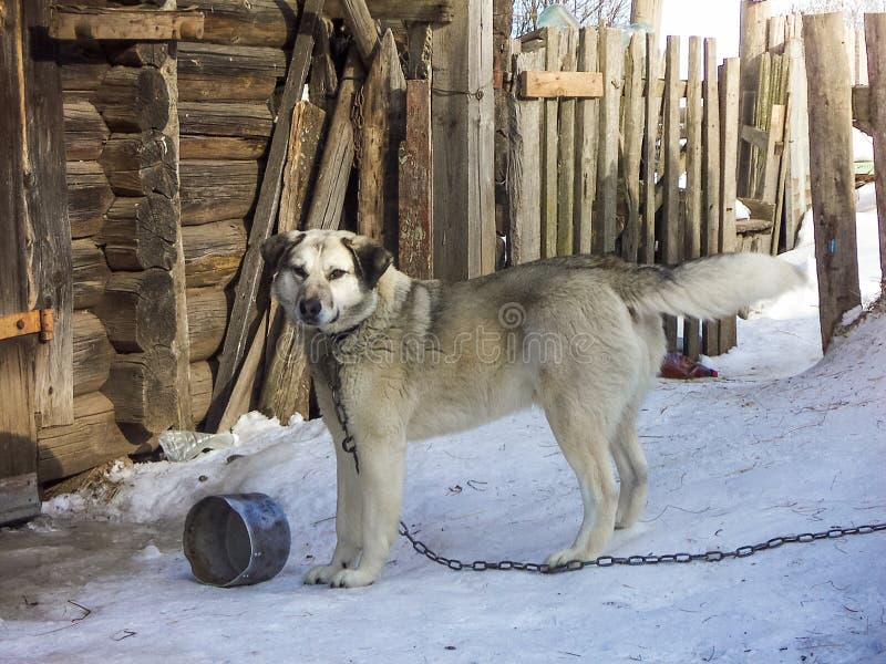 Dorfhund stockfoto. Bild von säugetier, abdeckung, braun 55200240