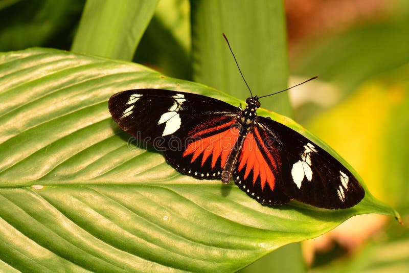 Doris long wing butterfly lands in the gardens royalty free stock photography Doris long wing butterfly lands in the gardens royalty free stock photography