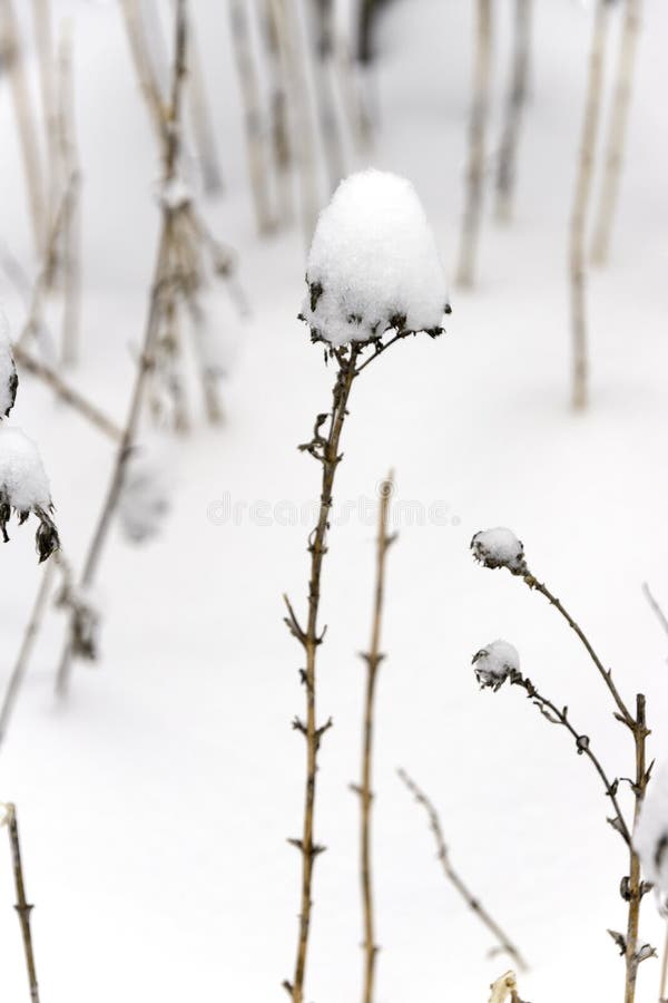 Dormant Tall Twiggy Plants Covered with Deep Snow during Winter Stock