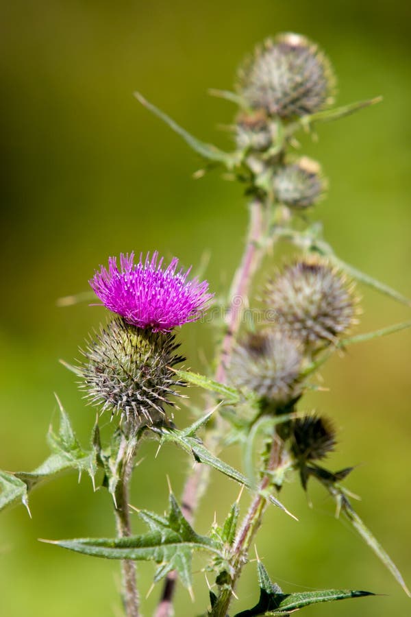 Dorne der blühenden Pflanze mit einer purpurroten Blume und einem unscharfen grünen Hintergrund lizenzfreie stockfotografie Dorne der blühenden Pflanze mit einer purpurroten Blume und einem unscharfen grünen Hintergrund lizenzfreie stockfotografie