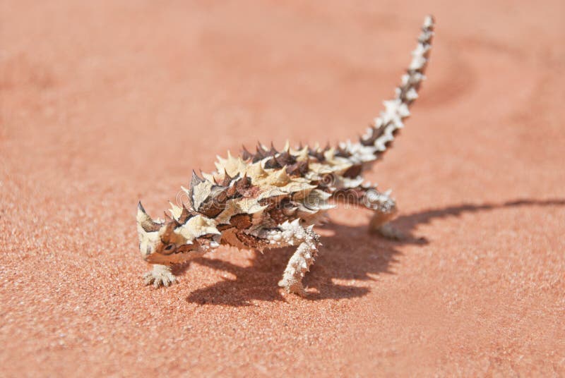 Dorniger Teufel mit Schatten auf rotem Hinterlandsand lizenzfreies stockbild Dorniger Teufel mit Schatten auf rotem Hinterlandsand lizenzfreies stockbild
