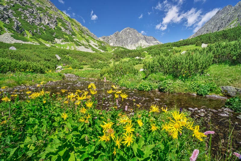 Kvety Doronicum vo Furkotskej doline vo Vysokých Tatrách