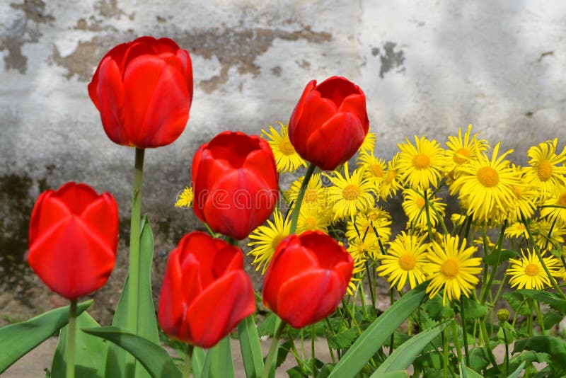 Doronicum yellow flowers and red tulips in the garden in spring stock photo Doronicum yellow flowers and red tulips in the garden in spring stock photo