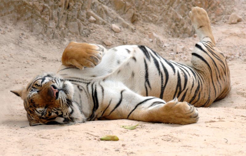 Dorosłego Asia Bengal kota męski sypialny Thailand tygrys