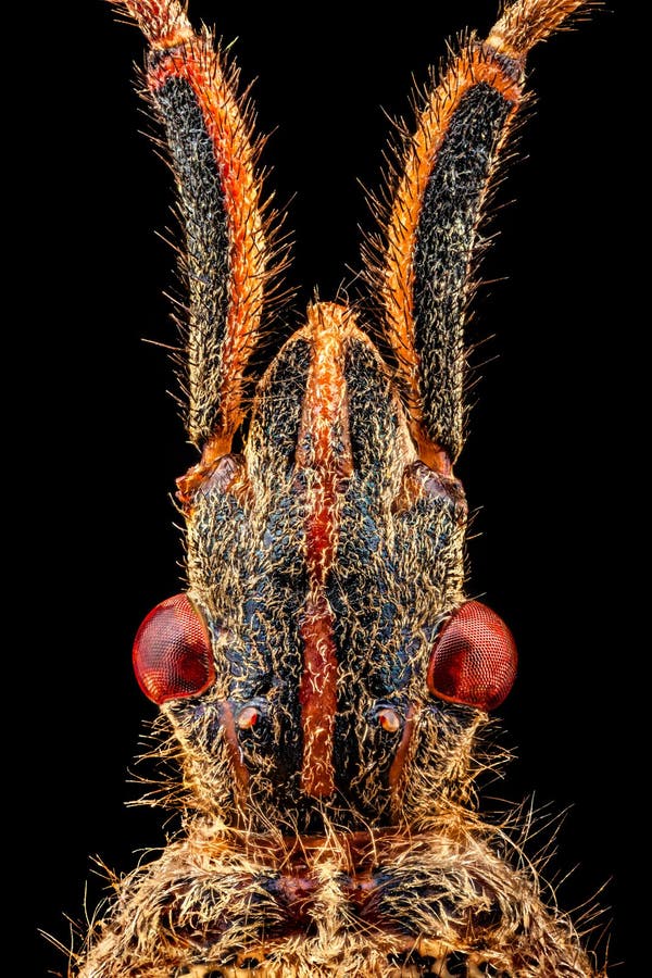 Dorsal view of a Western Conifer Seed Bug head