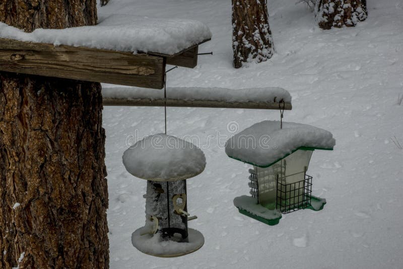 Dos alimentadores del pájaro en nieve foto de archivo libre de regalías Dos alimentadores del pájaro en nieve foto de archivo libre de regalías