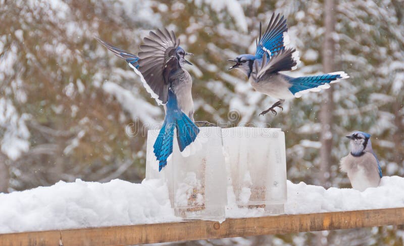 Dos arrendajos azules (desambiguación) que luchan sobre alimentadores del hielo fotografía de archivo Dos arrendajos azules (desambiguación) que luchan sobre alimentadores del hielo fotografía de archivo