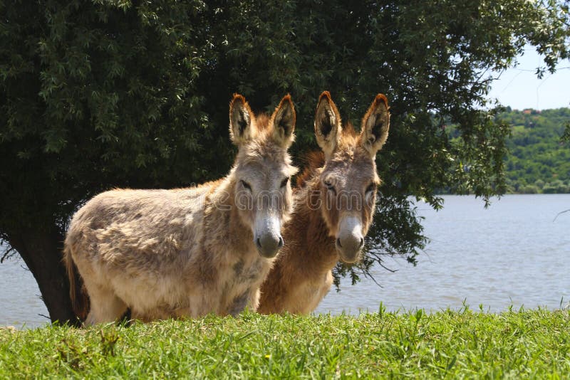 Dos burros en el prado foto de archivo. Imagen de animal - 70839940