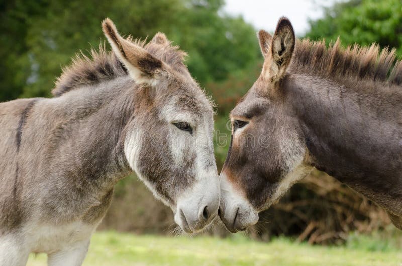 305 Retrato De Dos Burros Fotos - Libres de Derechos y Gratuitas de  Dreamstime