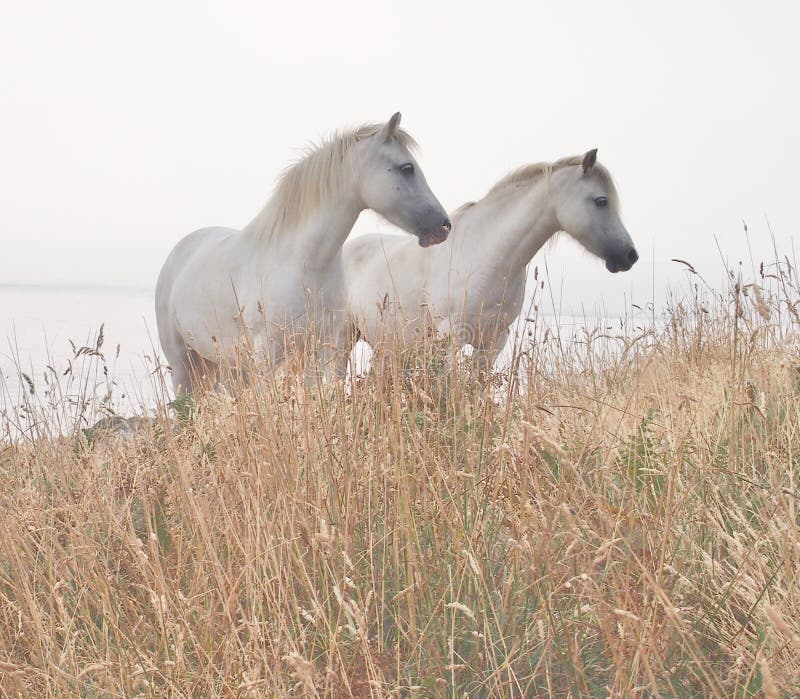 Dos caballos blancos foto de archivo Dos caballos blancos foto de archivo