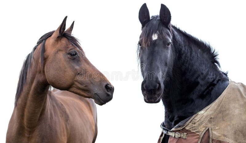 Dos caballos en un blanco imagen de archivo Dos caballos en un blanco imagen de archivo