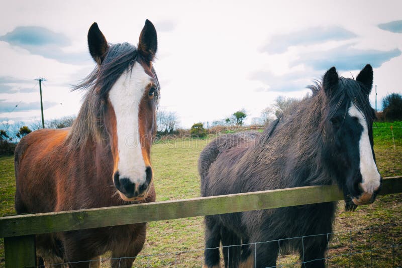 Dos caballos en un pasto detrás de una cerca imagen de archivo libre de regalías Dos caballos en un pasto detrás de una cerca imagen de archivo libre de regalías