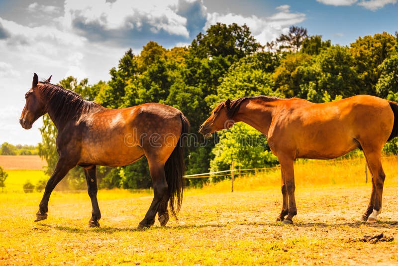 Dos caballos salvajes marrones en campo del prado imágenes de archivo libres de regalías Dos caballos salvajes marrones en campo del prado imágenes de archivo libres de regalías