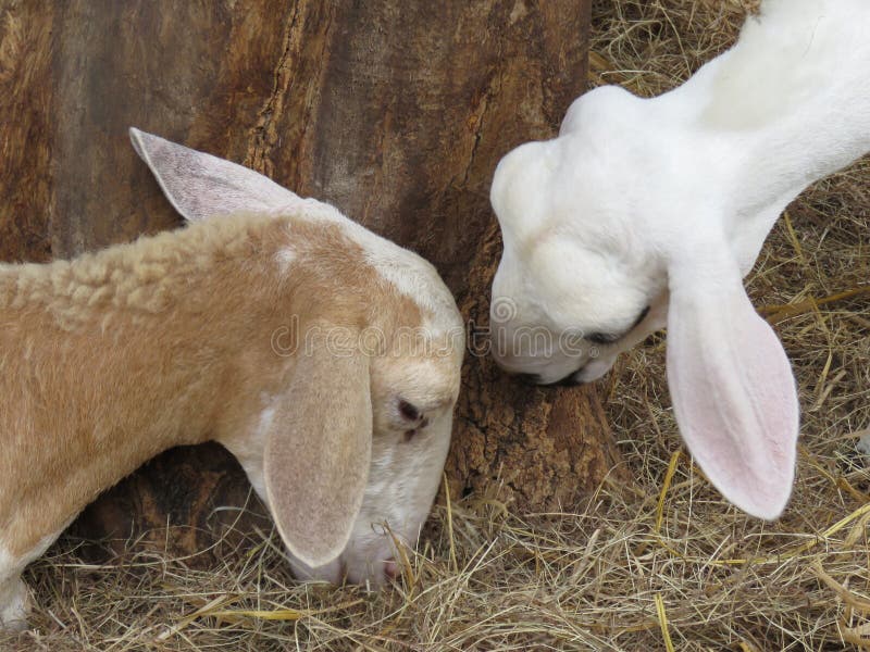 Cabezas De Cabra Que Salen Del Agujero En La Jaula Para Comer Pasto En