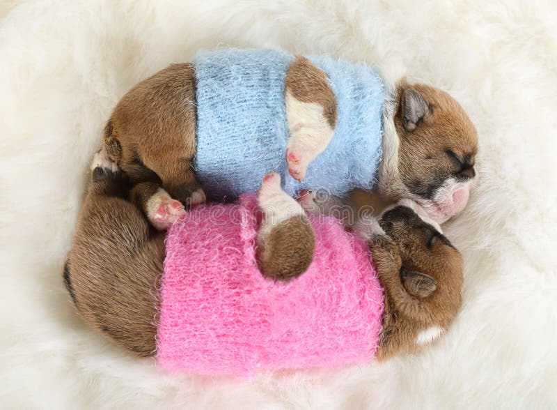Dos Cachorros Ingleses Recién Nacidos Del Bulldog Que Duermen En Una Alfombra De Piel Foto de archivo Imagen de perezoso, perro: