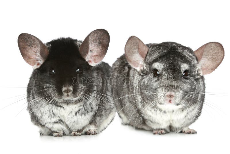 Dos Chinchillas Grises En Un Blanco Foto de archivo Imagen de pares