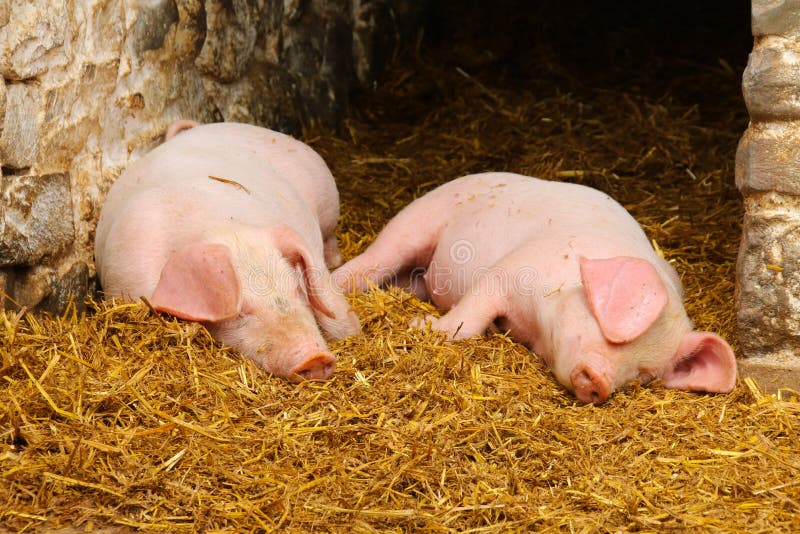 Dos cochinillos en una cama de la paja imágenes de archivo libres de regalías Dos cochinillos en una cama de la paja imágenes de archivo libres de regalías