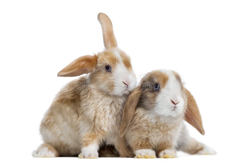 Dos conejos de Mini Lop del satén uno al lado del otro, aislado imagen de archivo libre de regalías Dos conejos de Mini Lop del satén uno al lado del otro, aislado imagen de archivo libre de regalías