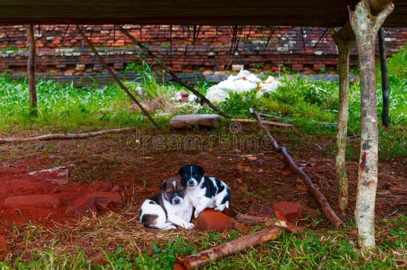 Dos de perros abandonados imagenes de archivo Dos de perros abandonados imagenes de archivo
