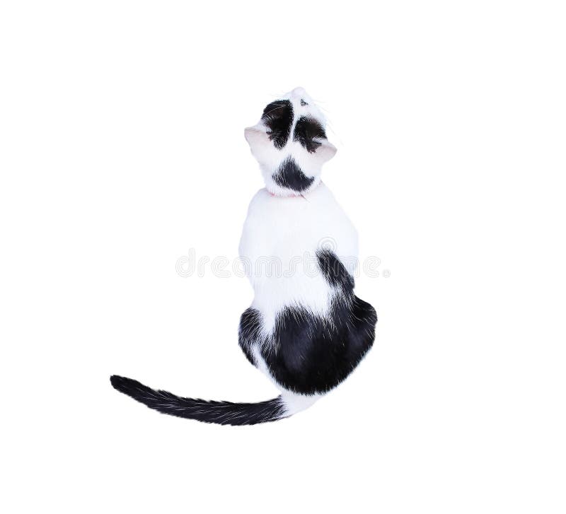 1 054 Vue De Dos De Chat Noir Photos Libres De Droits Et Gratuites De Dreamstime