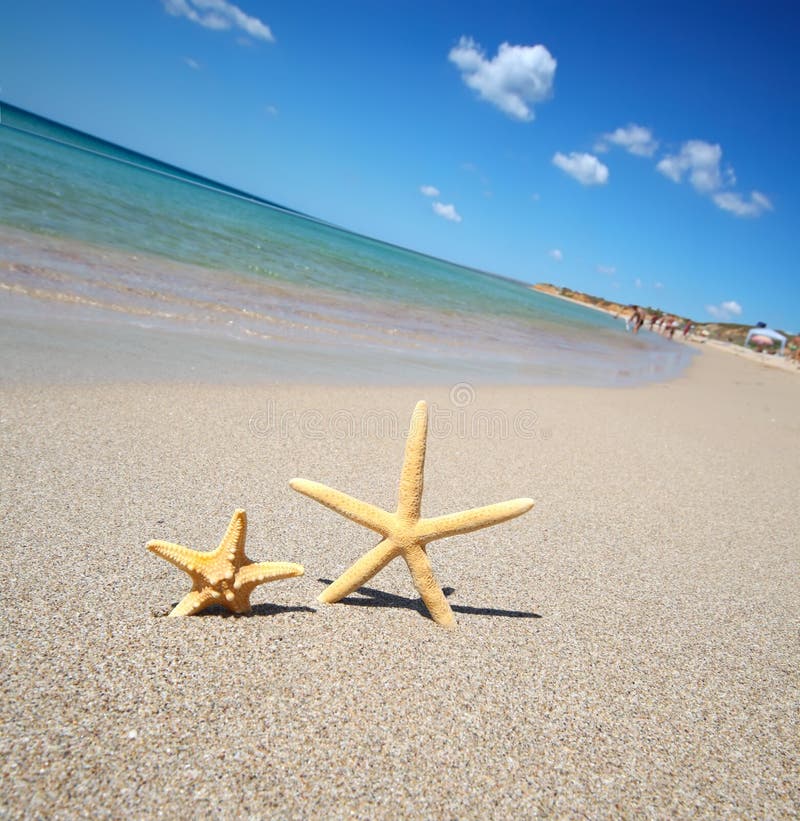 Dos estrellas de mar imagenes de archivo Dos estrellas de mar imagenes de archivo
