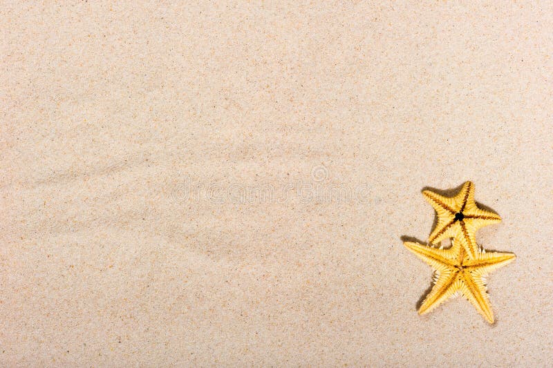Dos estrellas de mar en la arena fina imagenes de archivo Dos estrellas de mar en la arena fina imagenes de archivo