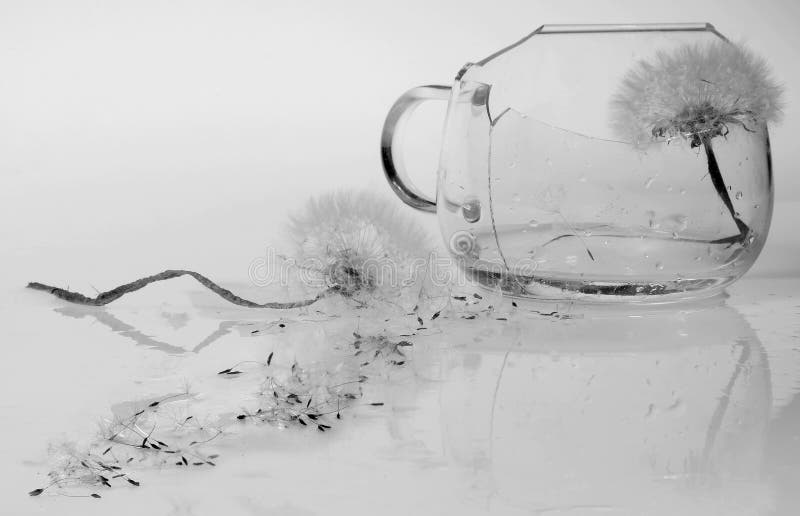 Dos flores del diente de león, simbolizando una pelea: uno en una taza rota de cristal clara, el otro está cerca, el tronco se cu imágenes de archivo libres de regalías Dos flores del diente de león, simbolizando una pelea: uno en una taza rota de cristal clara, el otro está cerca, el tronco se cu imágenes de archivo libres de regalías