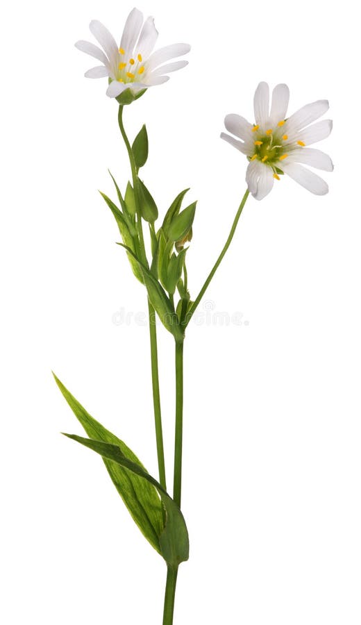 Dos flores del Stellaria aisladas en blanco fotos de archivo Dos flores del Stellaria aisladas en blanco fotos de archivo