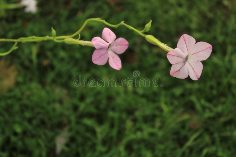Dos flores en una planta de la nicociana, también llamada Tobacco Flower, o tabaco floreciente imagen de archivo libre de regalías Dos flores en una planta de la nicociana, también llamada Tobacco Flower, o tabaco floreciente imagen de archivo libre de regalías