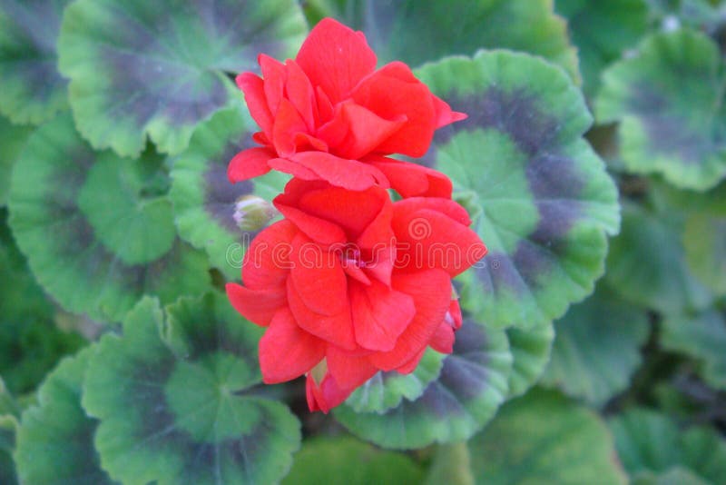 Dos flores rojas y hojas verdes del modelo fotografía de archivo libre de regalías Dos flores rojas y hojas verdes del modelo fotografía de archivo libre de regalías